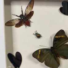 Charger l&#39;image dans la galerie, Cadre géométrie aux papillons, scarabées et insectes
