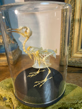 Charger l&#39;image dans la galerie, Squelette d’oiseau sous verre
