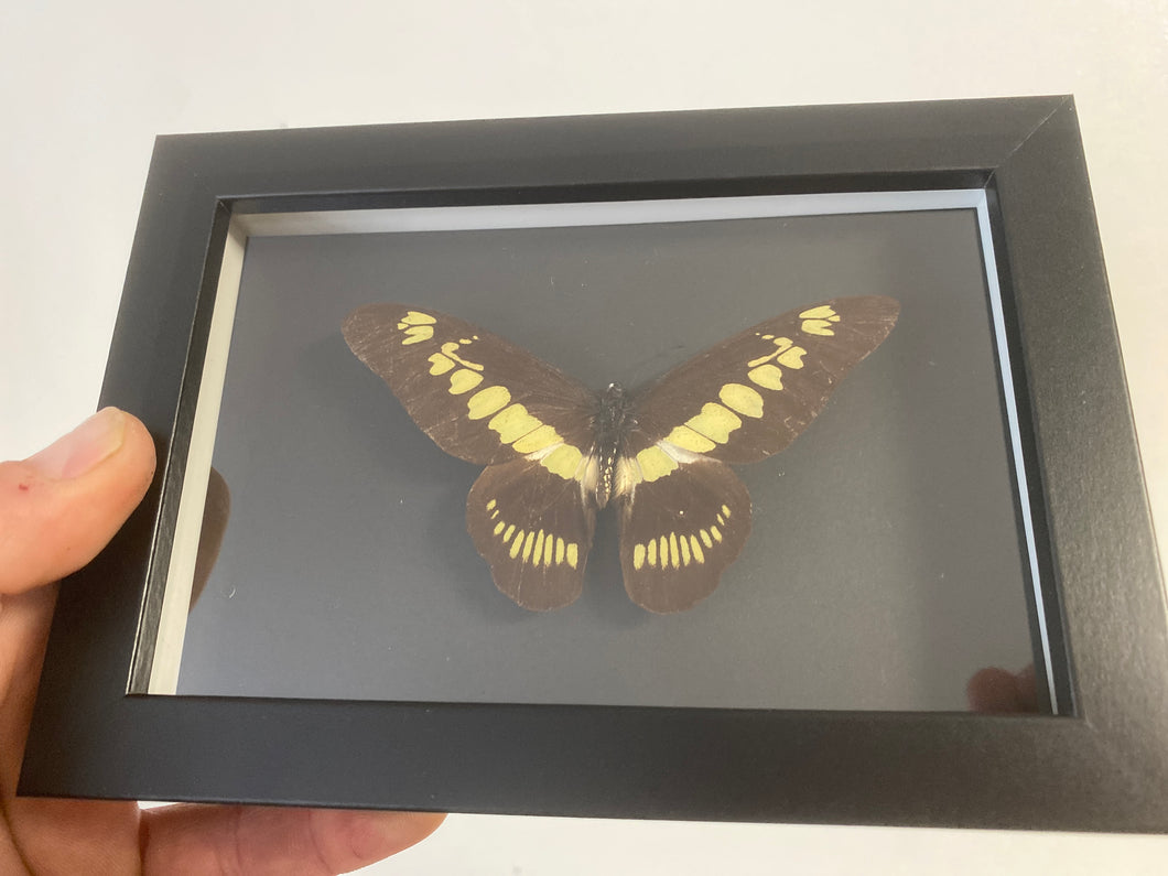 Cadre papillon