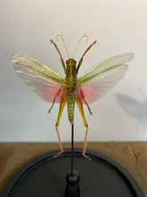 Charger l&#39;image dans la galerie, Sauterelle chrondracris rosea sous globe en verre
