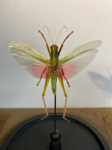 Sauterelle chrondracris rosea sous globe en verre