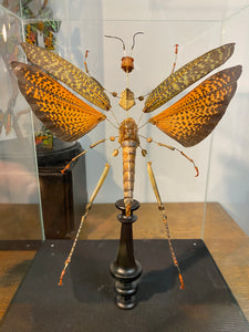 Eclaté de sauterelle sous vitrine