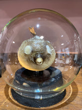 Charger l'image dans la galerie, Globe bulle poisson diodon perroquet
