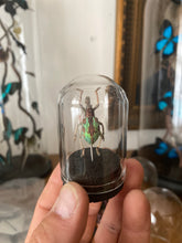 Charger l&#39;image dans la galerie, Petit globe contenant un rhinoscapha dohrni
