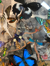 Charger l&#39;image dans la galerie, Envolée d’insectes sous globe napoléonien (ENVOI À ORGANISER AVANT ACHAT)
