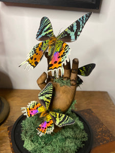 Papillons urania ripheus sur main en bois