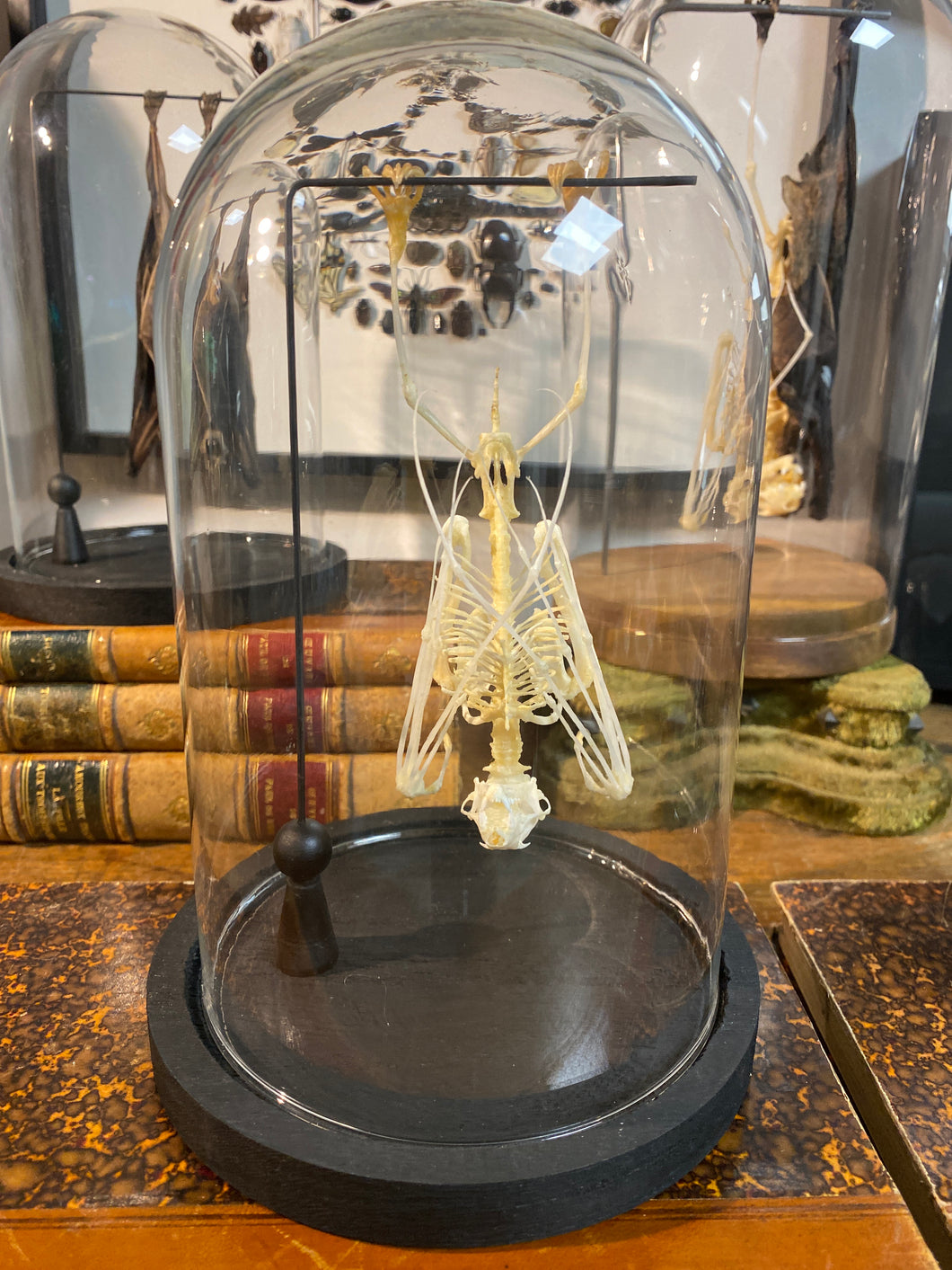 Véritable squelette de chauve-souris sous globe en verre