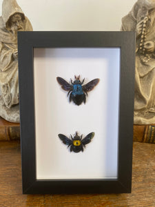 Cadre duo d’ abeilles charpentière