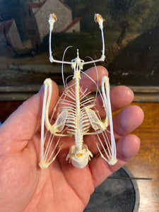 Véritable squelette de chauve-souris sous globe en verre