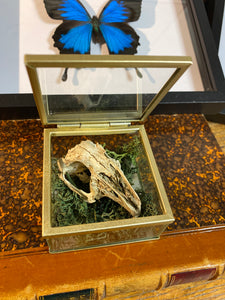 Véritable crane de lapin dans sa boîte en verre