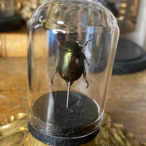 Petit globe anomala