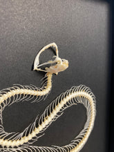 Charger l&#39;image dans la galerie, Cadre squelette de serpent

