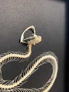 Cadre squelette de serpent