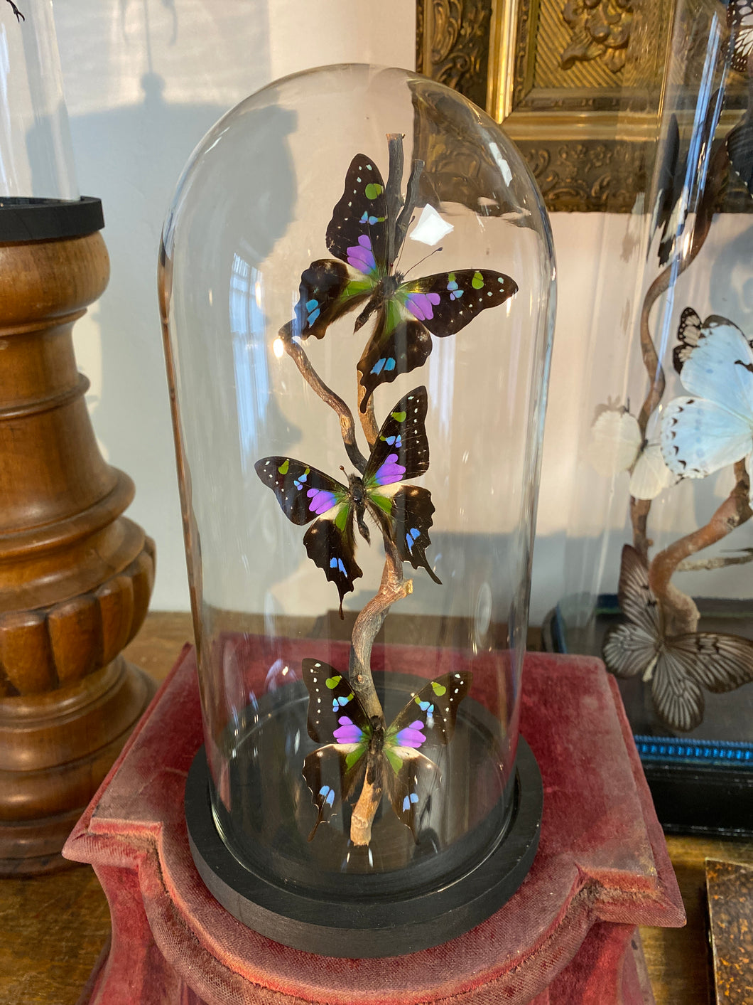 Envolée de papillons graphium weiskei