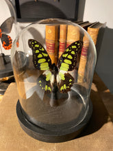 Charger l&#39;image dans la galerie, Globe papillon graphium tyndareus
