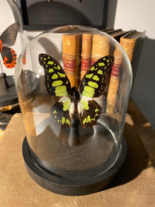 Globe papillon graphium tyndareus