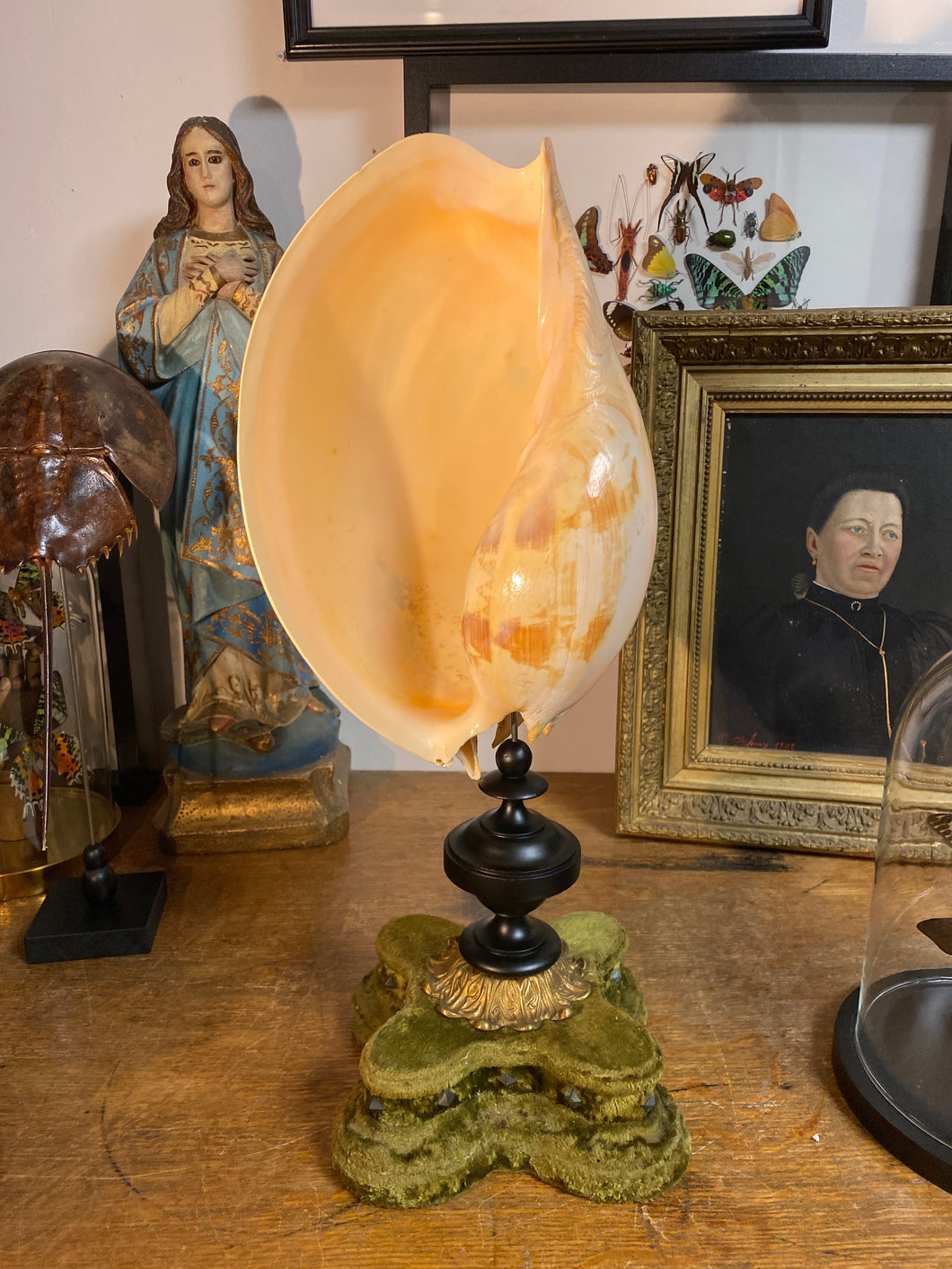 Coquillage Melo diadema grand modèle