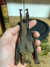 Charger l&#39;image dans la galerie, Chauve-souris eonycteris sous globe en verre
