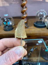 Charger l'image dans la galerie, Fossile de dent de mosasaure
