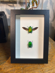 Cadre duo de heterorrhina sexmaculata