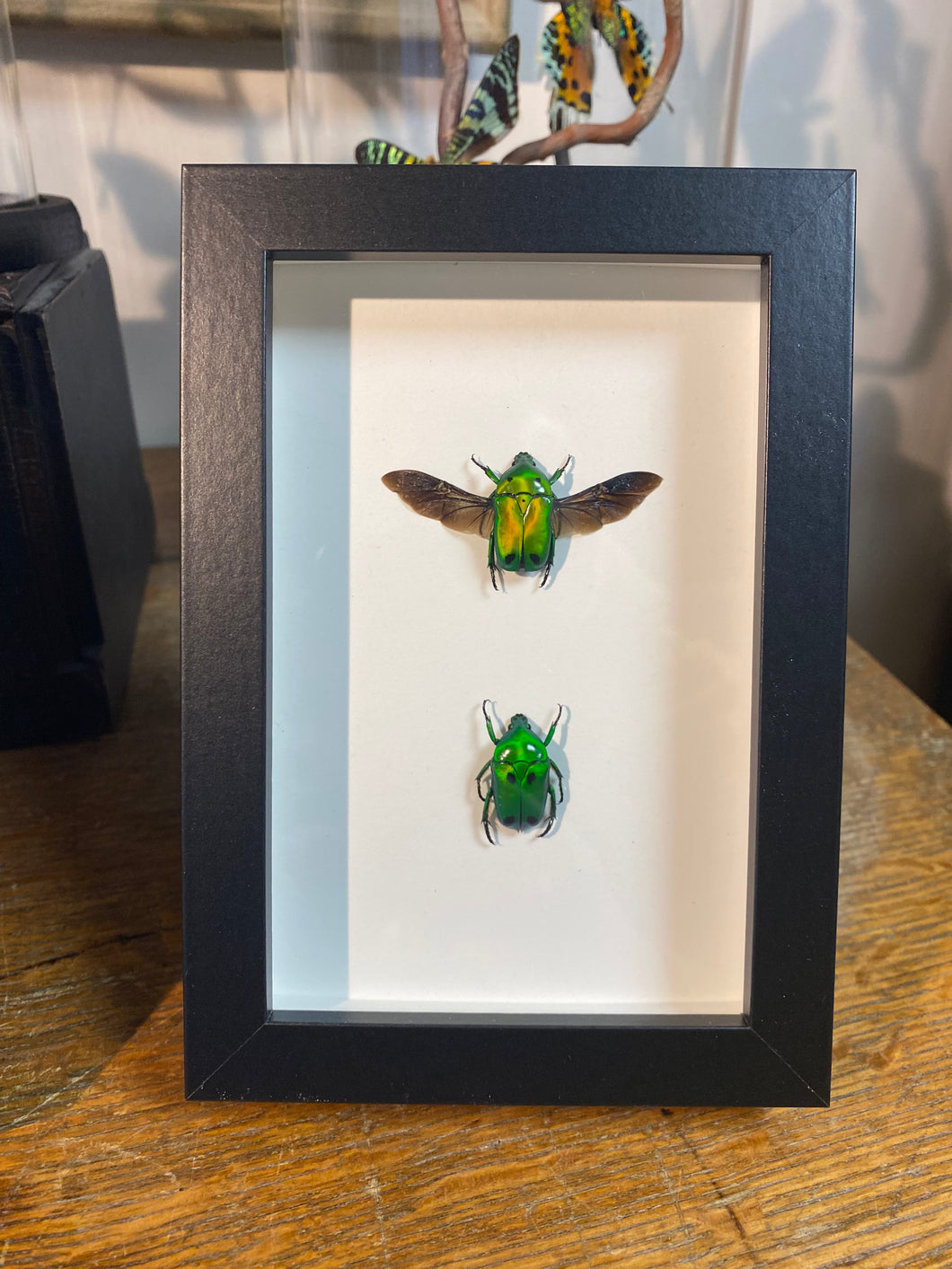 Cadre duo de heterorrhina sexmaculata