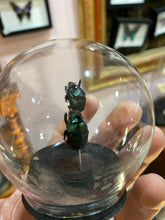 Charger l'image dans la galerie, Globe bulle couple d’onthophagus

