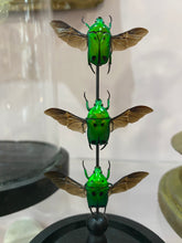 Charger l'image dans la galerie, Globe trio d’heterorrhina sexmaculata
