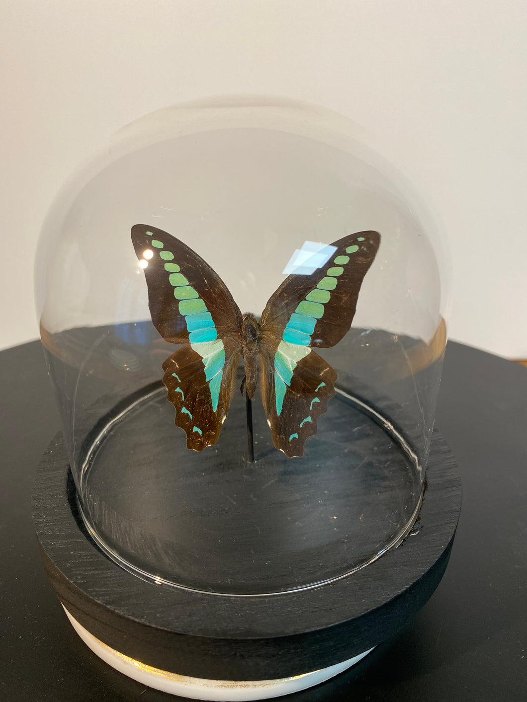 Globe papillon