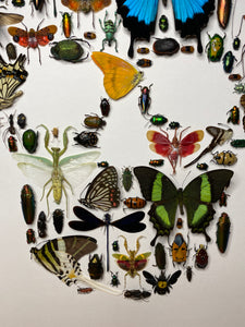 Cadre tête de mort aux insectes moyen modèle