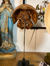 Charger l&#39;image dans la galerie, Limule sur support
