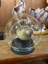 Charger l'image dans la galerie, Globe bulle poisson diodon perroquet

