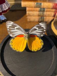 Globe papillon