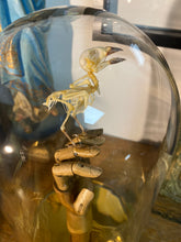 Charger l&#39;image dans la galerie, Squelette d’oiseau sur main articulé en bois
