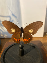 Charger l'image dans la galerie, Globe papillon
