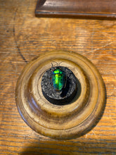 Charger l'image dans la galerie, Mini globe
