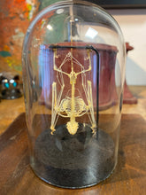 Charger l'image dans la galerie, Squelette de chauve-souris sous globe
