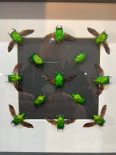 Charger l'image dans la galerie, Cadre aux scarabées
