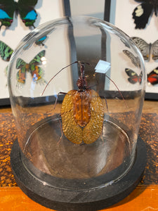 Globe scarabée violon