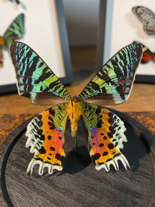 Globe papillon