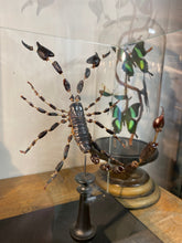 Charger l&#39;image dans la galerie, Eclaté de scorpion sous vitrine
