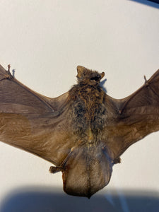 Cadre chauve souris