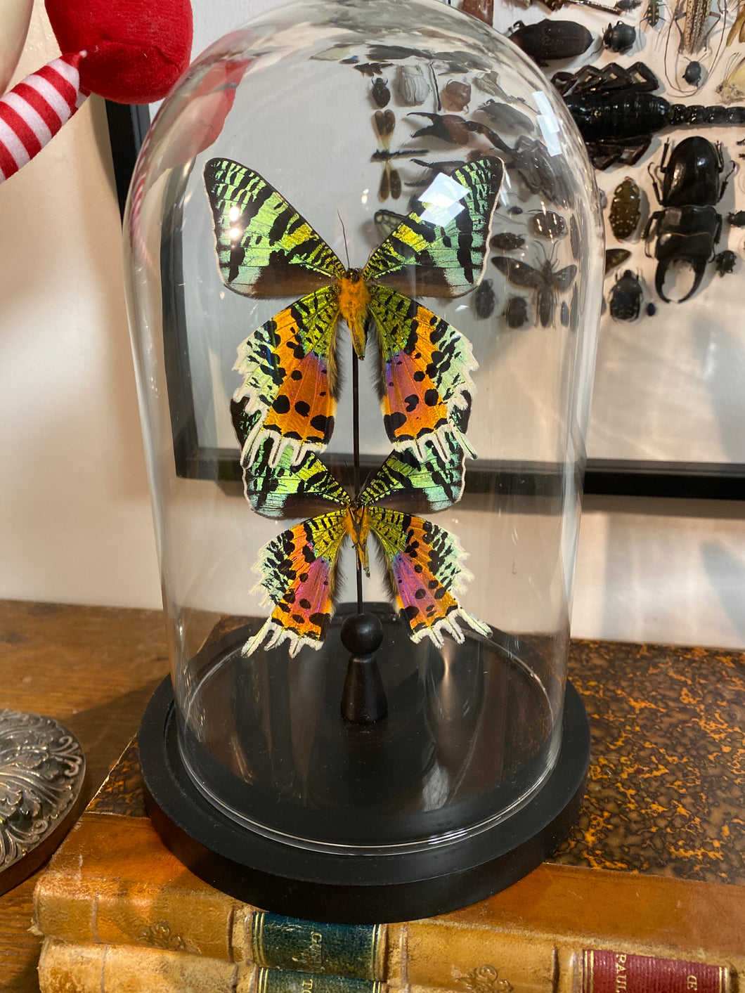 Globe duo de papillons