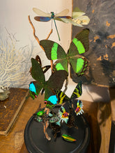 Charger l&#39;image dans la galerie, Globe envolée de papillons et demoiselles
