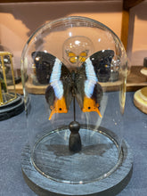 Charger l'image dans la galerie, Papillon Palla violinitens sous globe en verre
