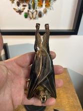 Charger l&#39;image dans la galerie, Chauve-souris eonycteris ( petit défaut).
