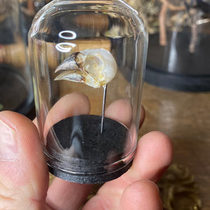 Petit globe contenant un véritable crâne d’oiseau