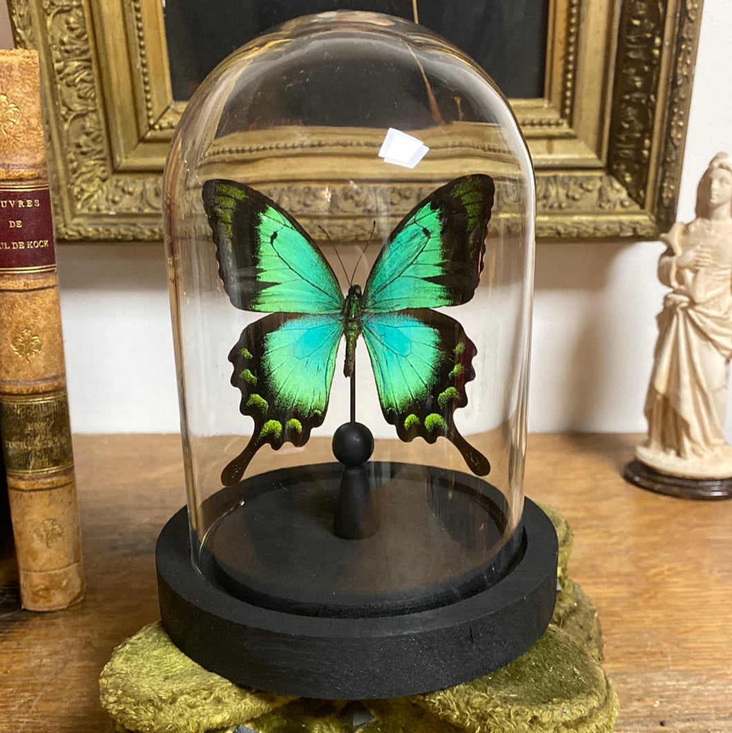 Papillon sous globe en verre (papilio lorquinianus)