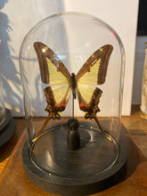 Charger l'image dans la galerie, Globe papillon
