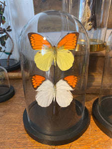 Globe duo de papillons