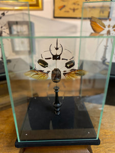 Eclaté de scarabée sous vitrine